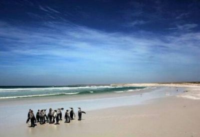Malvinas: la respuesta de los isle�os a Cristina lleg� con iron�as y ping�inos