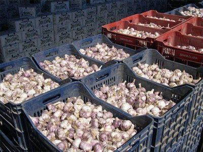 Enviaron a Brasil el primer cargamento de 23mil kilos de ajo conservado en fr�o