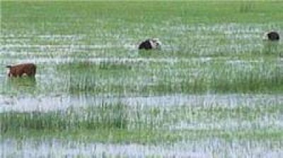 Decretan la emergencia agropecuaria en 4 localidades