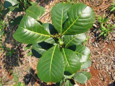 Yerba:A partir de ma�ana rigen los nuevos valores de la materia prima