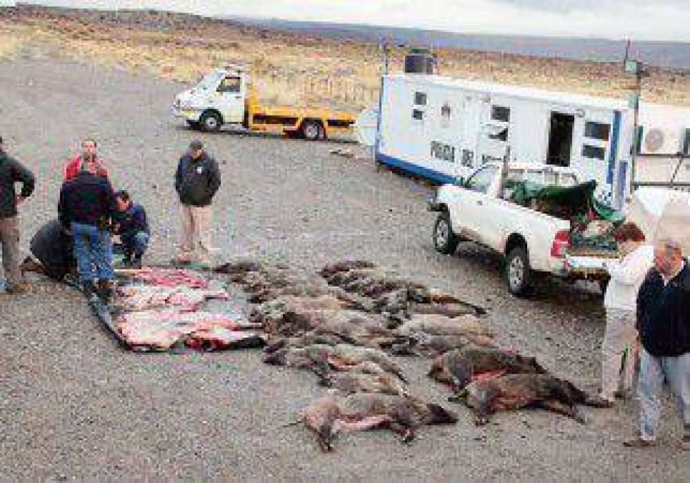 Cae una banda de cazadores furtivos con 25 jabal�es y ciervos 