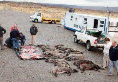 Cae una banda de cazadores furtivos con 25 jabal�es y ciervos 