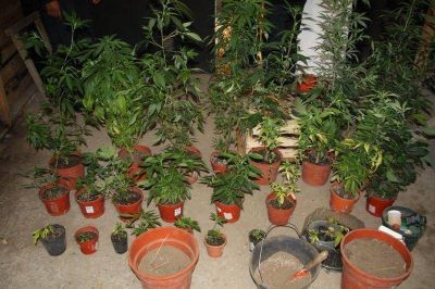 Comisar�a 27 secuestr� 38 plantas de marihuana en importante operativo