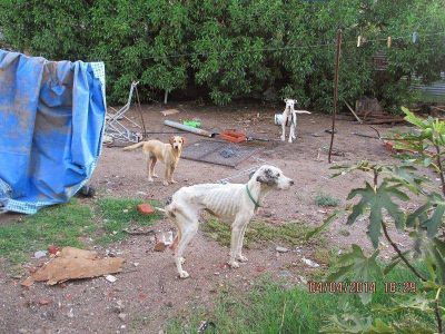 Allanaron una casa y rescataron a tres perros en p�simas condiciones