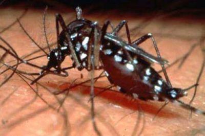 Argentina redujo un 90% los casos de dengue en los �ltimos 4 a�os