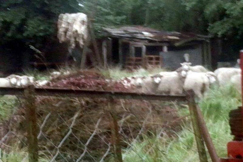 Se llevaron m�s de 30 animales de un campo