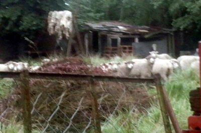 Se llevaron m�s de 30 animales de un campo