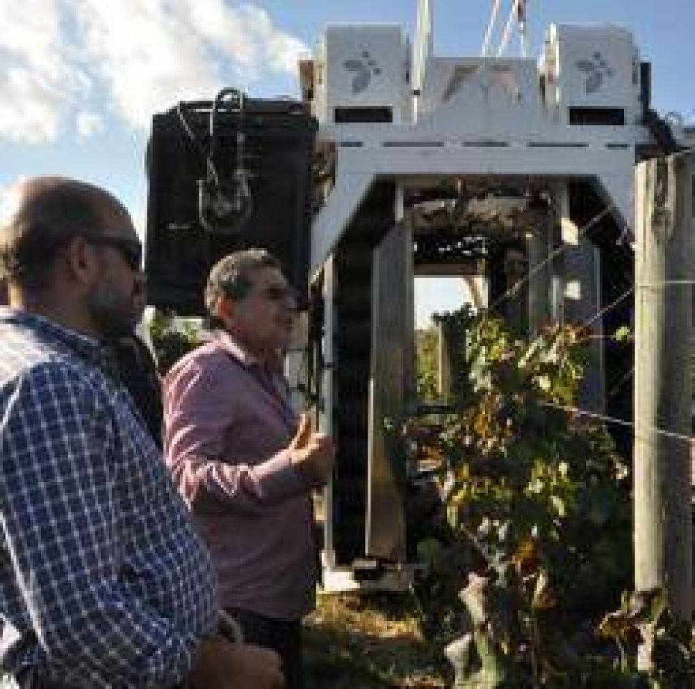 Avanza la idea de mecanizar las cosechas de vid y olivo
