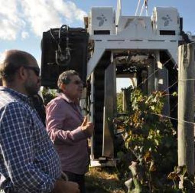 Avanza la idea de mecanizar las cosechas de vid y olivo