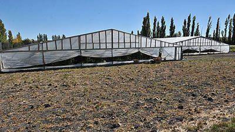 Construir�n nueve invern�culos en zona de chacras