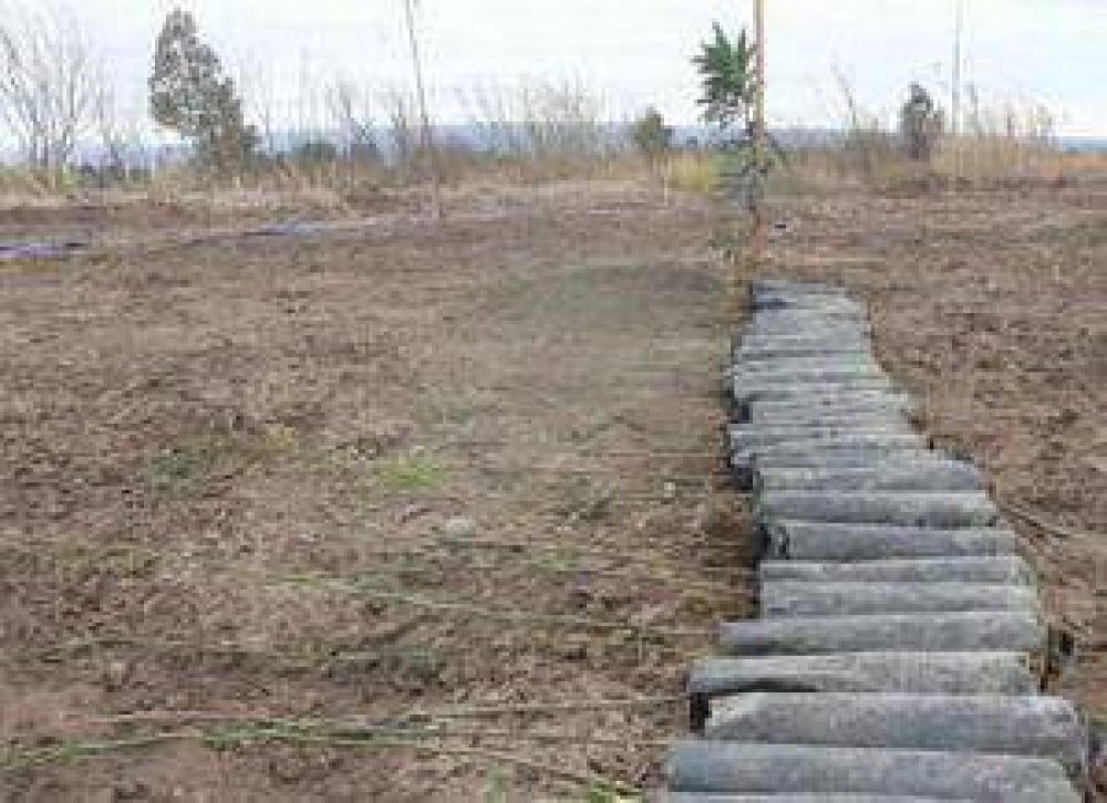 Suman m�s �rboles al futuro pulm�n verde