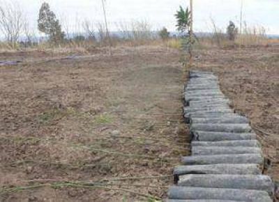 Suman m�s �rboles al futuro pulm�n verde
