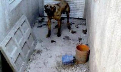 Tres Arroyos: Lo condenan a prisi�n por maltratar a su perro