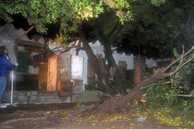 General Pico: un pino cay� sobre una vivienda