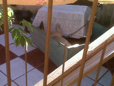 Desesperado pedido de ayuda para rescatar a un perro al que su due�o cuelga de una soga y le aplica picanas para divertirse 