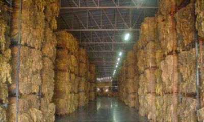 Sobrar�n unos 5 millones de kilos de tabaco