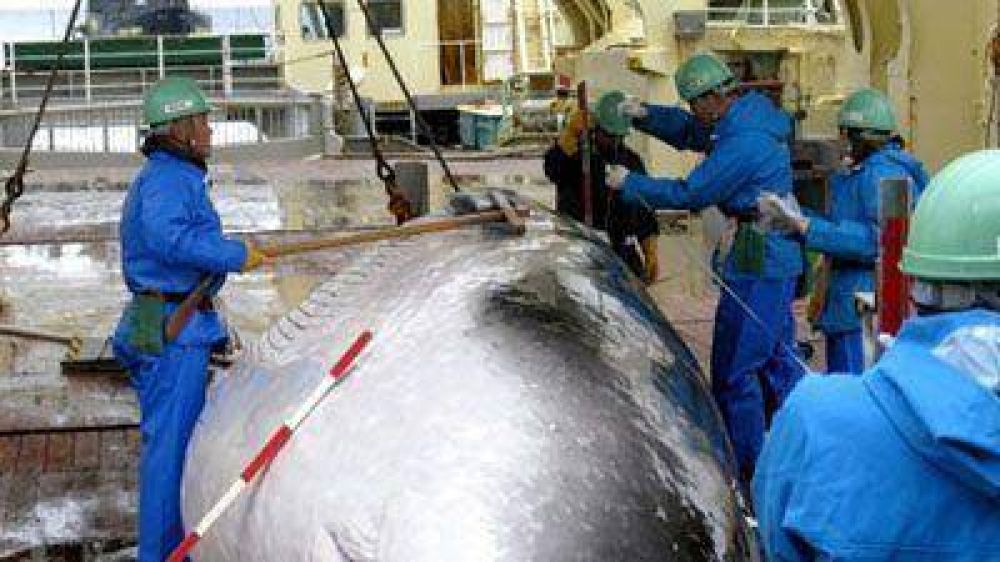 Jap�n acatar� el fallo de La Haya y no cazar� m�s ballenas en la Ant�rtida