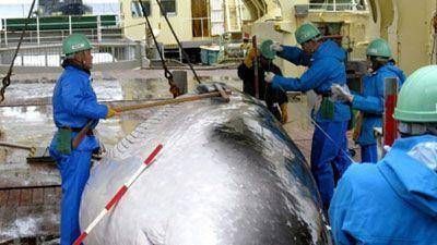Jap�n acatar� el fallo de La Haya y no cazar� m�s ballenas en la Ant�rtida