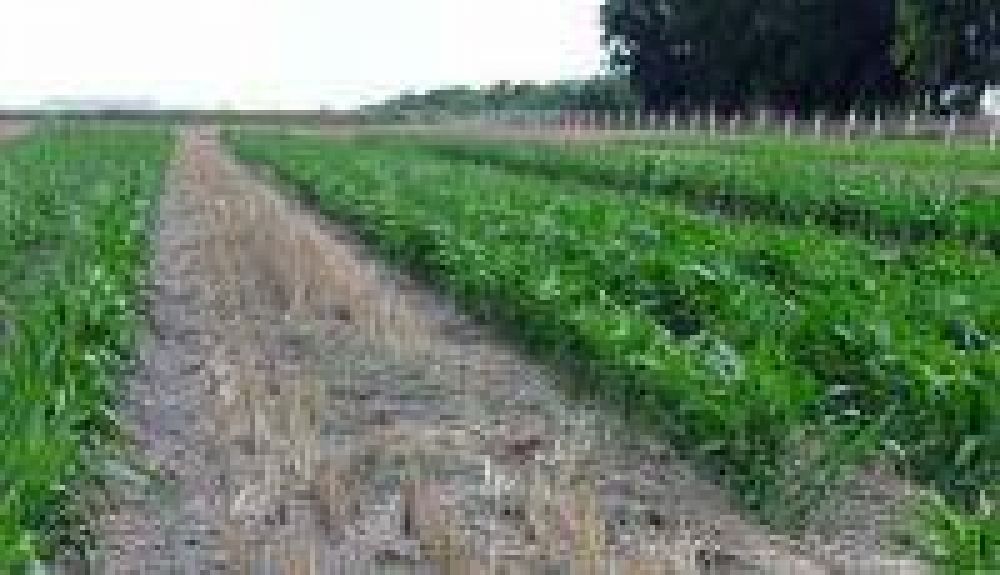 Aprueban decreto que declara en emergencia a productores