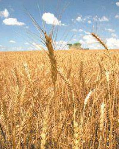 Gui�o al campo del sciolismo