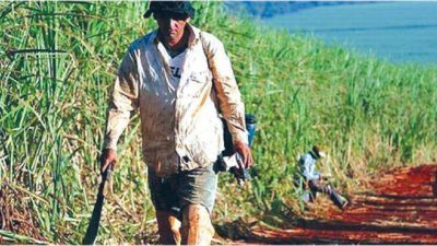 Ingenio San Isidro: iniciaron un paro por tiempo indeterminado