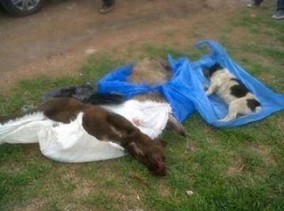 AVIC pidió acciones para detener matanza de perros en Claromecó