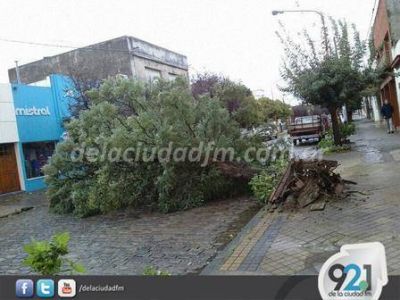 Cay� un �rbol en 25 de Mayo esquina Avenida Casey