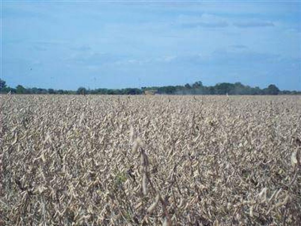 Unas 130 mil hect�reas sojeras est�n en riesgo