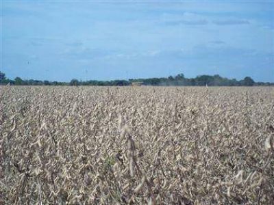 Unas 130 mil hect�reas sojeras est�n en riesgo