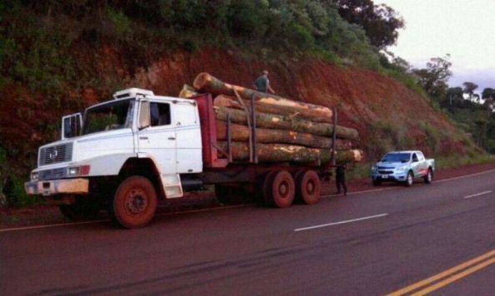 Retuvieron madera nativa y a los camiones que la transportaban