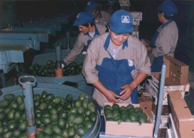 Piden al Gobierno que frene el ingreso de la palta peruana