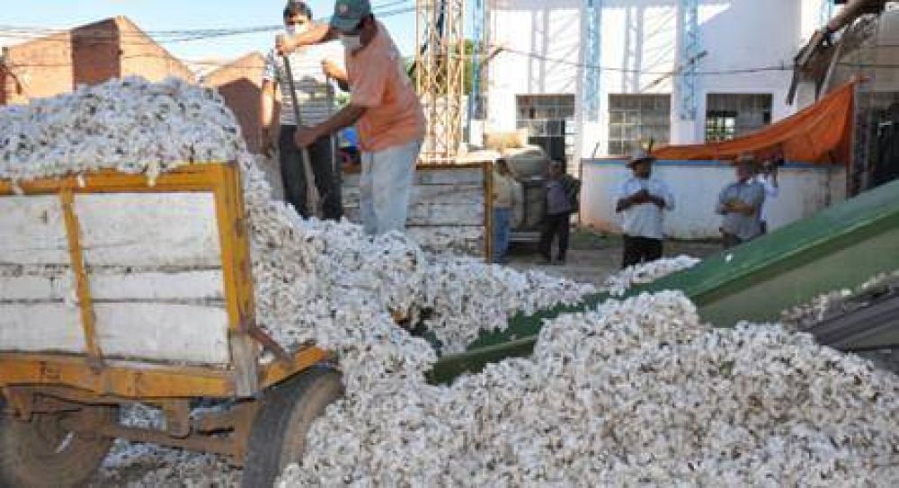 Las planchadas oficiales ya recibieron 1240 toneladas de algod�n