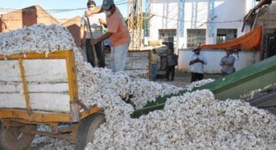 Las planchadas oficiales ya recibieron 1240 toneladas de algod�n