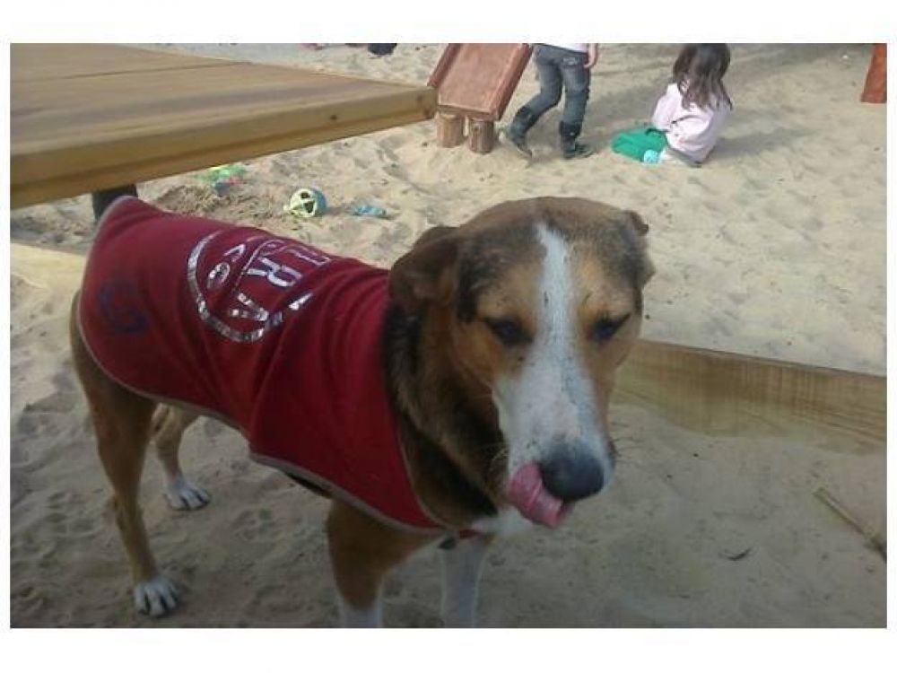 Gener� repudio un sacerdote que pate� un perro en plena misa