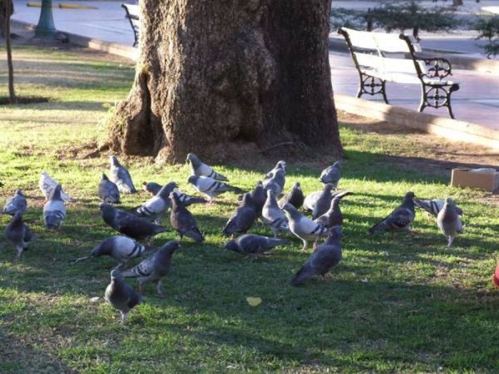 Por las palomas, hay ms vinchucas en las zonas urbanas