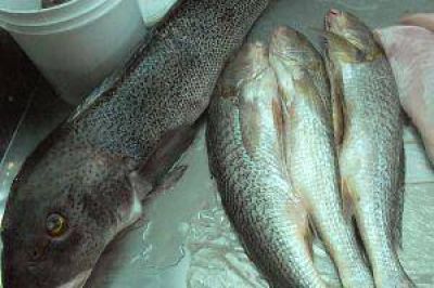 Brindan consejos para evitar intoxicaciones con pescados