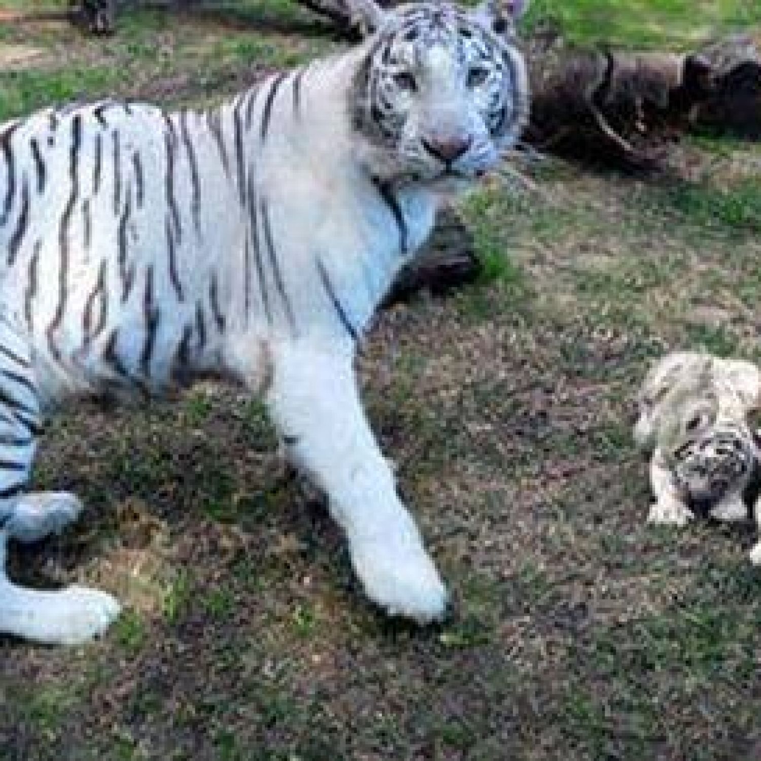 Zoo Porteno Nacen Trillizos De Tigre De Bengala Blanco