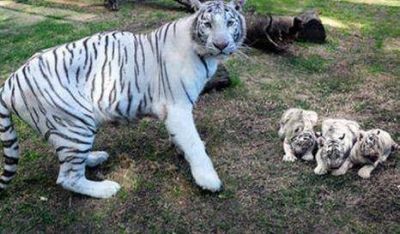 Zoo porte�o: nacen trillizos de tigre de Bengala blanco
