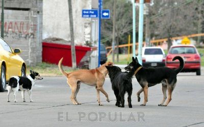 "La castraci�n no sirve si no se acompa�a de otras medidas"