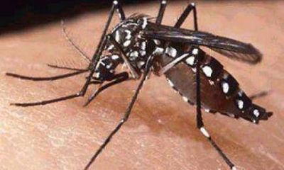 Semana Santa: alerta para viajeros que visiten los pa�ses lim�trofes que presentan casos de dengue