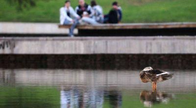El Parque Central se qued� sin patos: se los llevaron a Tunuy�n