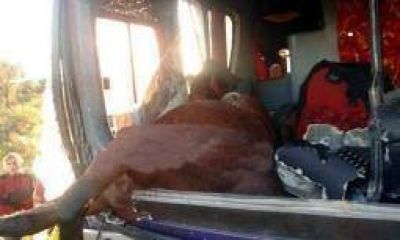 Un caballo se incrust� en un colectivo y dej� un herido