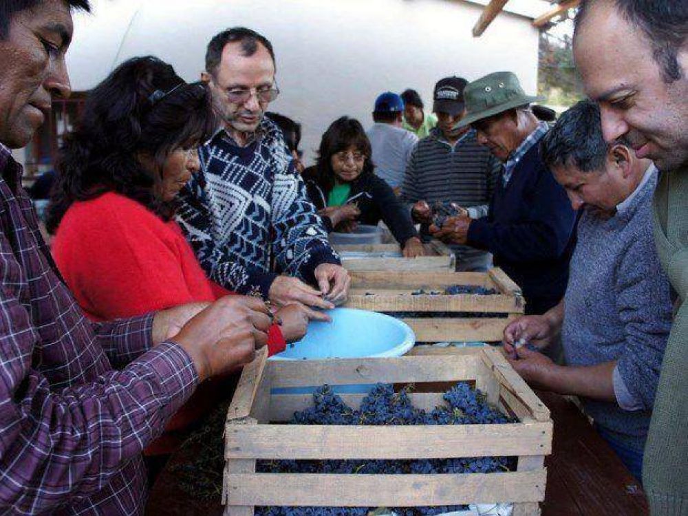 Apuntalan nuevos cultivos vitivincolas