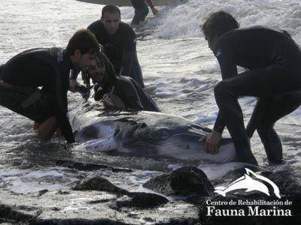Cr�nica del rescate de un ballenato varado en Waikiki