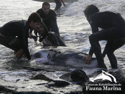 Cr�nica del rescate de un ballenato varado en Waikiki