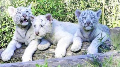Tres alegres tigres en el Zoo porte�o