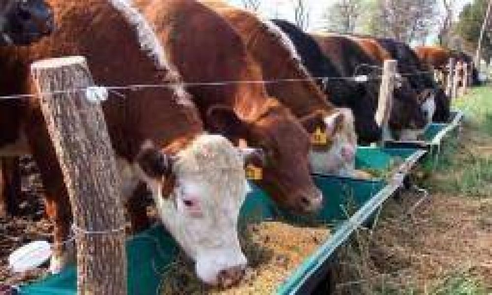 La Rioja vacunar 250 mil cabezas de ganado contra la aftosa