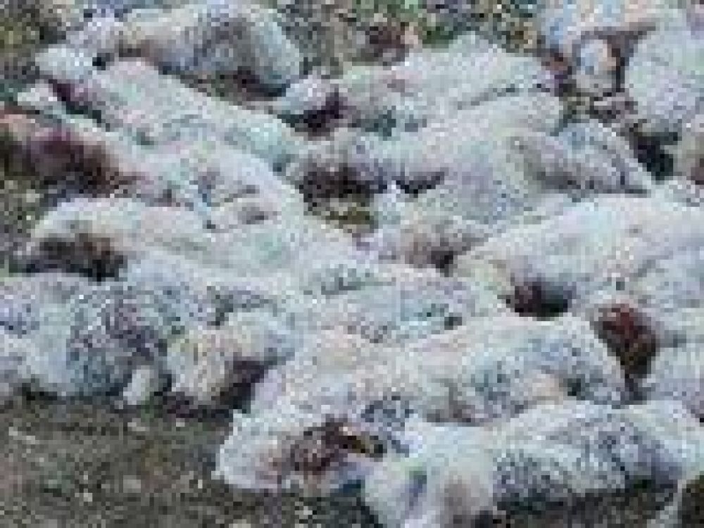 En dos meses los cuatreros robaron 2.500 ovejas en estancias del sur