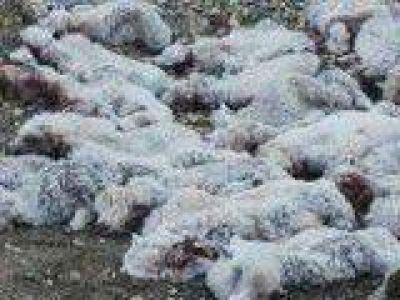 En dos meses los cuatreros robaron 2.500 ovejas en estancias del sur
