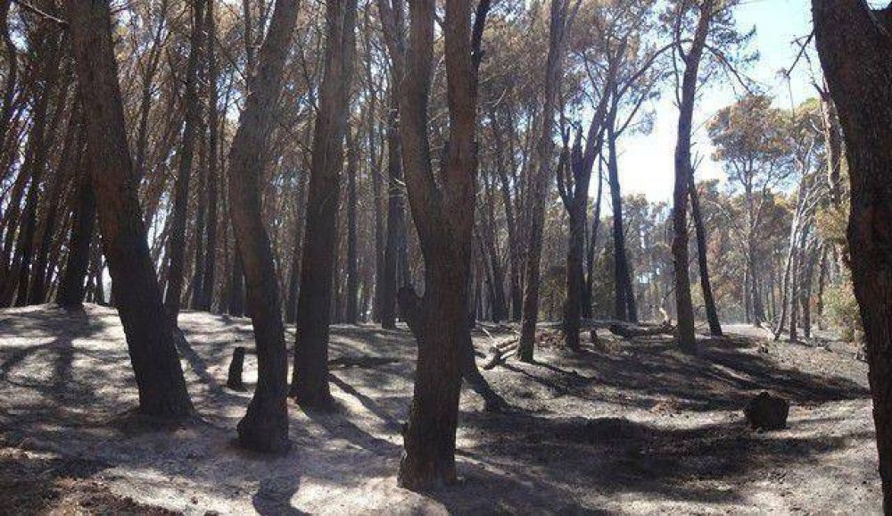 Claromec�: proh�ben la extracci�n de le�a del Vivero
